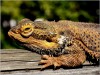 Sunbaking